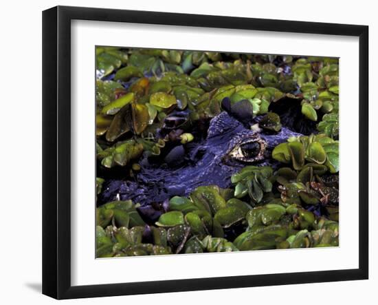 Spectacled Caiman, Amazon Rainforest, Pantanal, Brazil-Gavriel Jecan-Framed Photographic Print