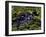 Spectacled Caiman, Amazon Rainforest, Pantanal, Brazil-Gavriel Jecan-Framed Photographic Print