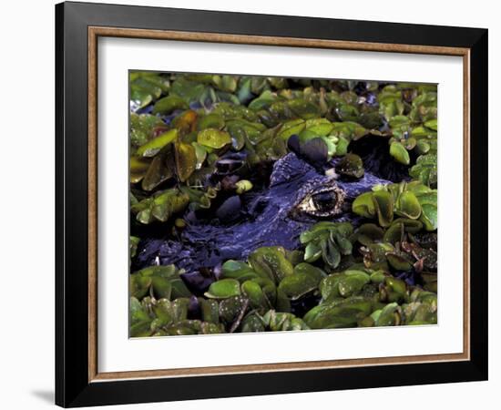 Spectacled Caiman, Amazon Rainforest, Pantanal, Brazil-Gavriel Jecan-Framed Photographic Print