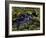 Spectacled Caiman, Amazon Rainforest, Pantanal, Brazil-Gavriel Jecan-Framed Photographic Print