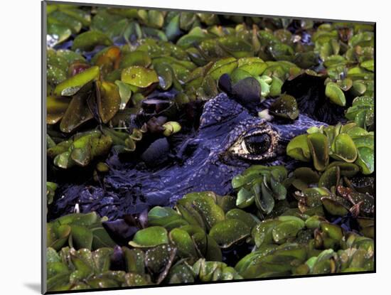 Spectacled Caiman, Amazon Rainforest, Pantanal, Brazil-Gavriel Jecan-Mounted Photographic Print