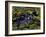 Spectacled Caiman, Amazon Rainforest, Pantanal, Brazil-Gavriel Jecan-Framed Photographic Print