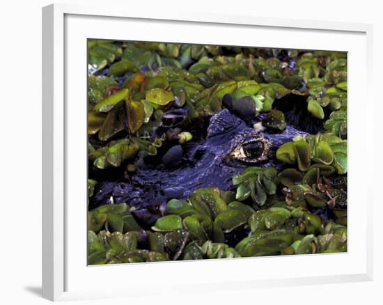 Spectacled Caiman, Amazon Rainforest, Pantanal, Brazil-Gavriel Jecan-Framed Photographic Print