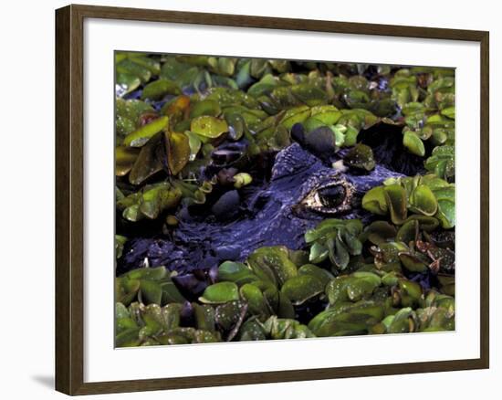 Spectacled Caiman, Amazon Rainforest, Pantanal, Brazil-Gavriel Jecan-Framed Photographic Print