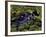 Spectacled Caiman, Amazon Rainforest, Pantanal, Brazil-Gavriel Jecan-Framed Photographic Print