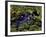 Spectacled Caiman, Amazon Rainforest, Pantanal, Brazil-Gavriel Jecan-Framed Photographic Print