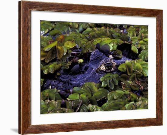 Spectacled Caiman, Amazon Rainforest, Pantanal, Brazil-Gavriel Jecan-Framed Photographic Print