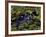 Spectacled Caiman, Amazon Rainforest, Pantanal, Brazil-Gavriel Jecan-Framed Photographic Print