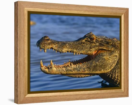 Spectacled Caiman, Llanos, Hato El Frio, Venezuela-Francois Savigny-Framed Premier Image Canvas