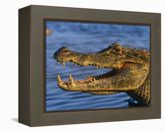 Spectacled Caiman, Llanos, Hato El Frio, Venezuela-Francois Savigny-Framed Premier Image Canvas