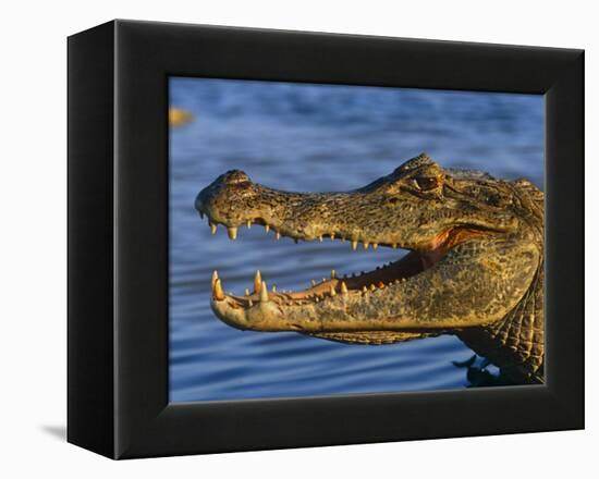 Spectacled Caiman, Llanos, Hato El Frio, Venezuela-Francois Savigny-Framed Premier Image Canvas