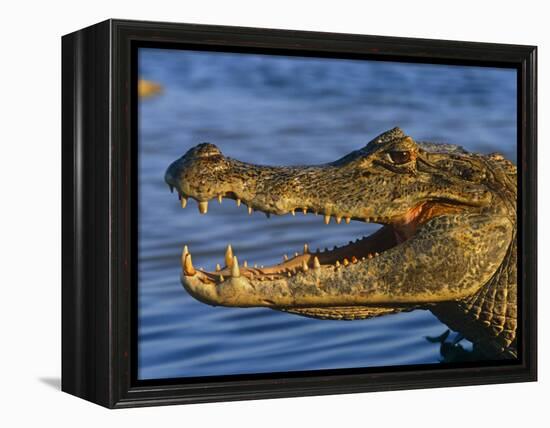 Spectacled Caiman, Llanos, Hato El Frio, Venezuela-Francois Savigny-Framed Premier Image Canvas