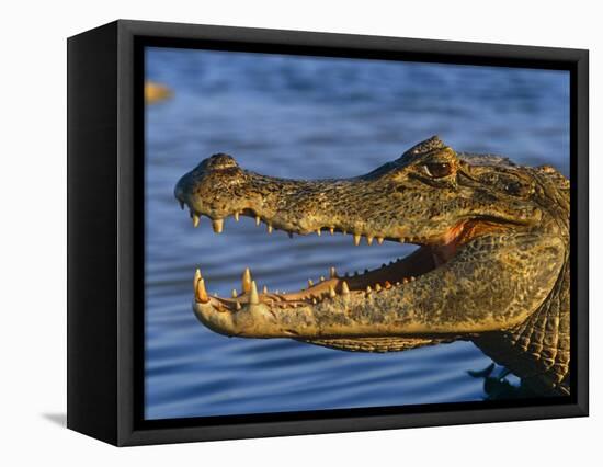 Spectacled Caiman, Llanos, Hato El Frio, Venezuela-Francois Savigny-Framed Premier Image Canvas