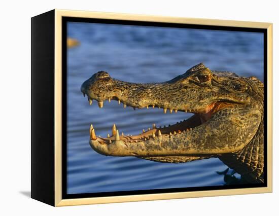 Spectacled Caiman, Llanos, Hato El Frio, Venezuela-Francois Savigny-Framed Premier Image Canvas