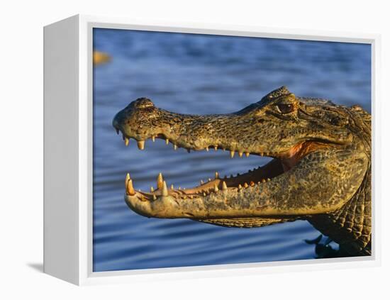 Spectacled Caiman, Llanos, Hato El Frio, Venezuela-Francois Savigny-Framed Premier Image Canvas