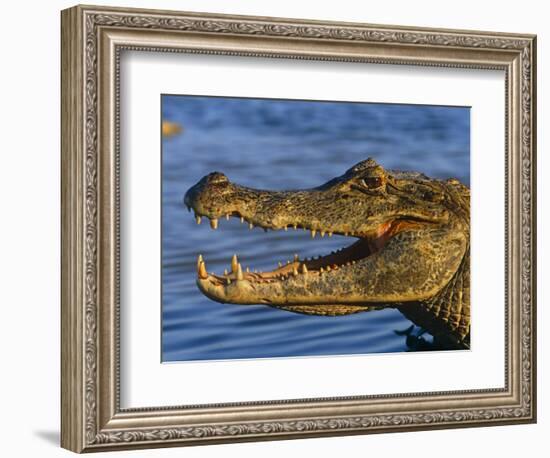 Spectacled Caiman, Llanos, Hato El Frio, Venezuela-Francois Savigny-Framed Premium Photographic Print