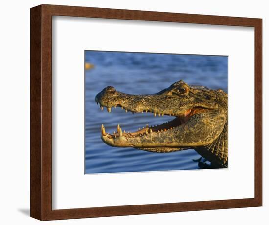 Spectacled Caiman, Llanos, Hato El Frio, Venezuela-Francois Savigny-Framed Premium Photographic Print