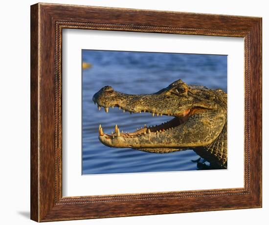 Spectacled Caiman, Llanos, Hato El Frio, Venezuela-Francois Savigny-Framed Premium Photographic Print