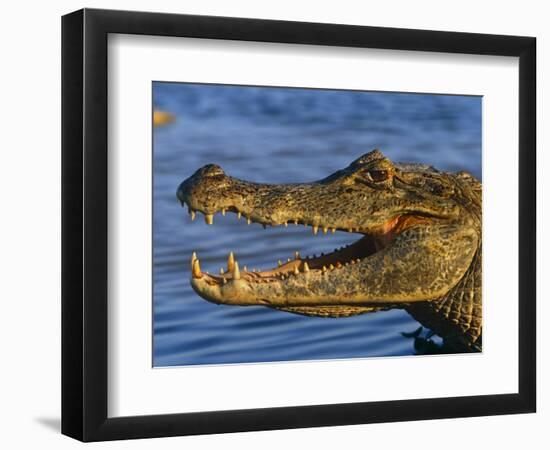 Spectacled Caiman, Llanos, Hato El Frio, Venezuela-Francois Savigny-Framed Premium Photographic Print