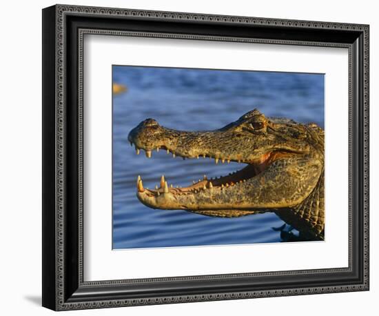 Spectacled Caiman, Llanos, Hato El Frio, Venezuela-Francois Savigny-Framed Premium Photographic Print