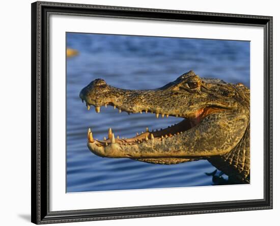 Spectacled Caiman, Llanos, Hato El Frio, Venezuela-Francois Savigny-Framed Photographic Print