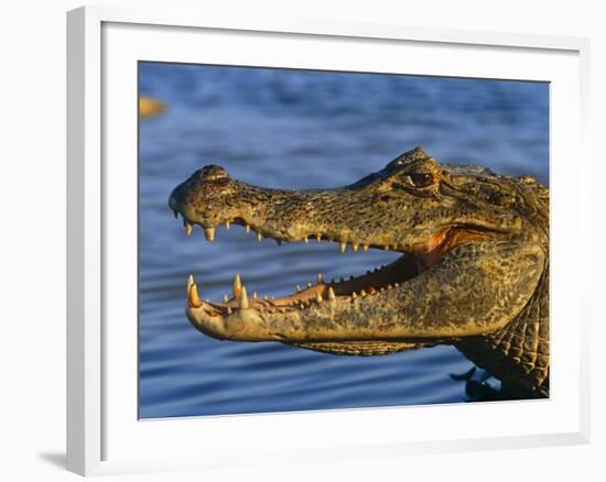 Spectacled Caiman, Llanos, Hato El Frio, Venezuela-Francois Savigny-Framed Photographic Print