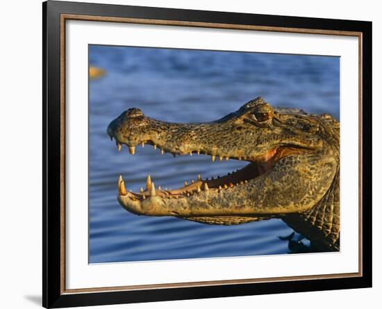 Spectacled Caiman, Llanos, Hato El Frio, Venezuela-Francois Savigny-Framed Photographic Print