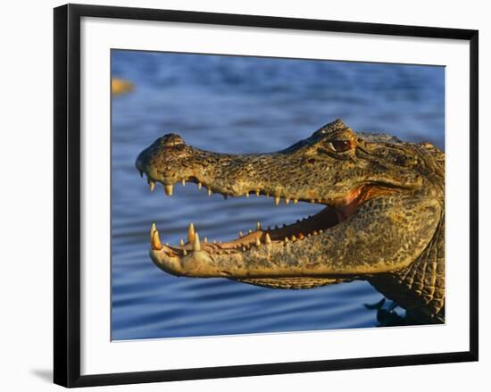 Spectacled Caiman, Llanos, Hato El Frio, Venezuela-Francois Savigny-Framed Photographic Print