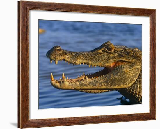 Spectacled Caiman, Llanos, Hato El Frio, Venezuela-Francois Savigny-Framed Photographic Print