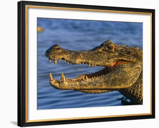 Spectacled Caiman, Llanos, Hato El Frio, Venezuela-Francois Savigny-Framed Photographic Print