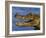 Spectacled Caiman, Llanos, Hato El Frio, Venezuela-Francois Savigny-Framed Photographic Print