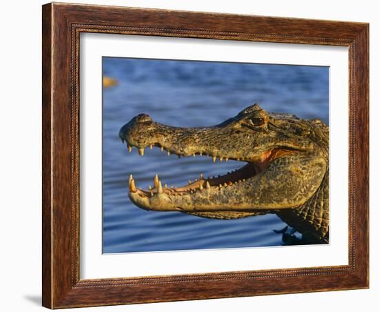 Spectacled Caiman, Llanos, Hato El Frio, Venezuela-Francois Savigny-Framed Photographic Print