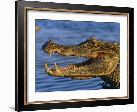 Spectacled Caiman, Llanos, Hato El Frio, Venezuela-Francois Savigny-Framed Photographic Print