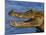 Spectacled Caiman, Llanos, Hato El Frio, Venezuela-Francois Savigny-Mounted Photographic Print