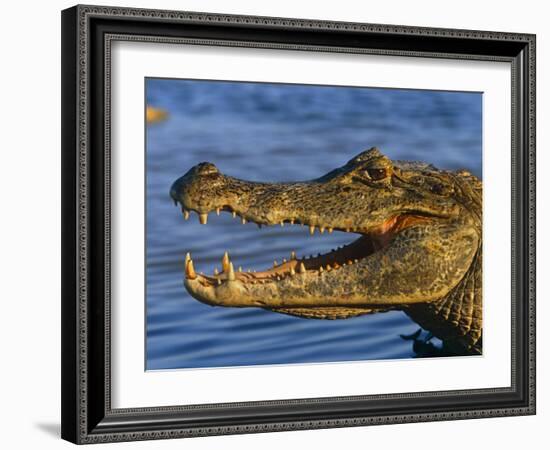 Spectacled Caiman, Llanos, Hato El Frio, Venezuela-Francois Savigny-Framed Photographic Print