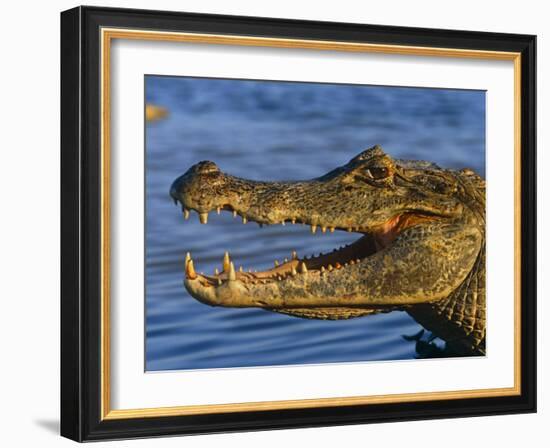 Spectacled Caiman, Llanos, Hato El Frio, Venezuela-Francois Savigny-Framed Photographic Print