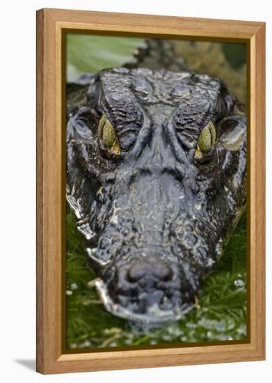 Spectacled Caiman-null-Framed Premier Image Canvas