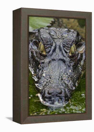 Spectacled Caiman-null-Framed Premier Image Canvas