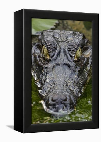 Spectacled Caiman-null-Framed Premier Image Canvas