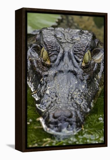 Spectacled Caiman-null-Framed Premier Image Canvas