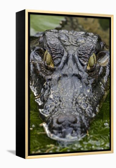 Spectacled Caiman-null-Framed Premier Image Canvas