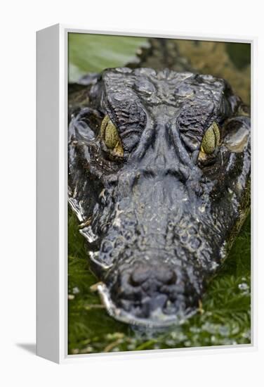 Spectacled Caiman-null-Framed Premier Image Canvas