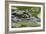 Spectacled Caiman-null-Framed Photographic Print