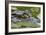 Spectacled Caiman-null-Framed Photographic Print