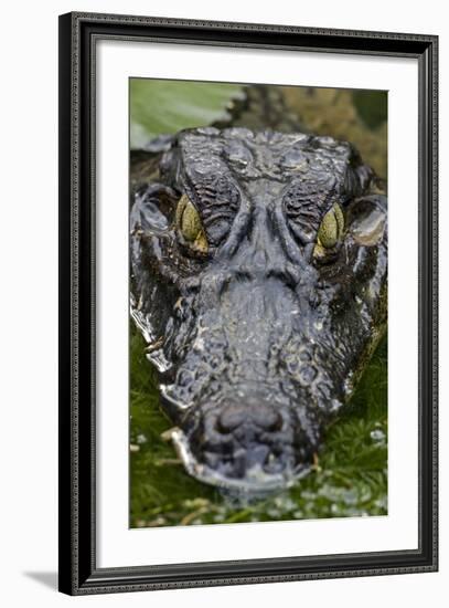 Spectacled Caiman-null-Framed Photographic Print