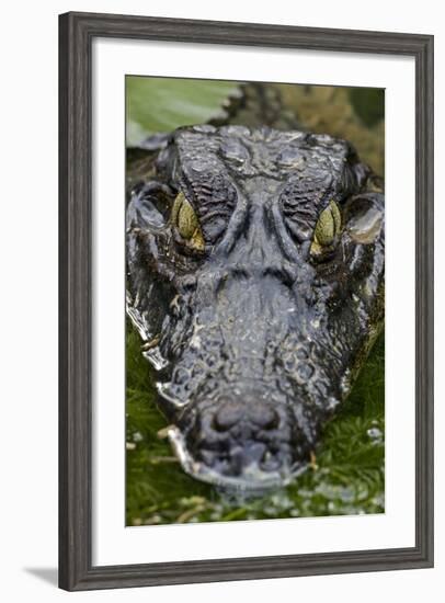 Spectacled Caiman-null-Framed Photographic Print