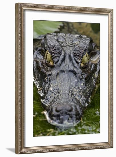 Spectacled Caiman-null-Framed Photographic Print