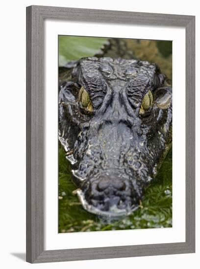 Spectacled Caiman-null-Framed Photographic Print