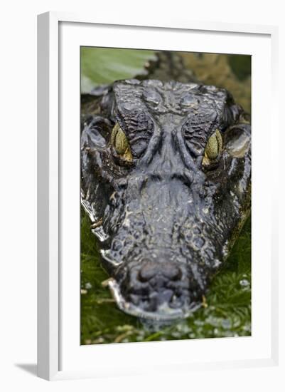 Spectacled Caiman-null-Framed Photographic Print