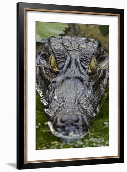 Spectacled Caiman-null-Framed Photographic Print